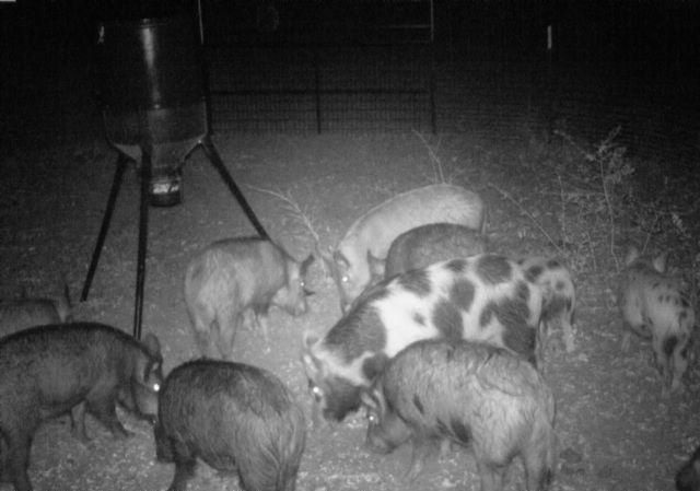 sounder of hogs in a trap