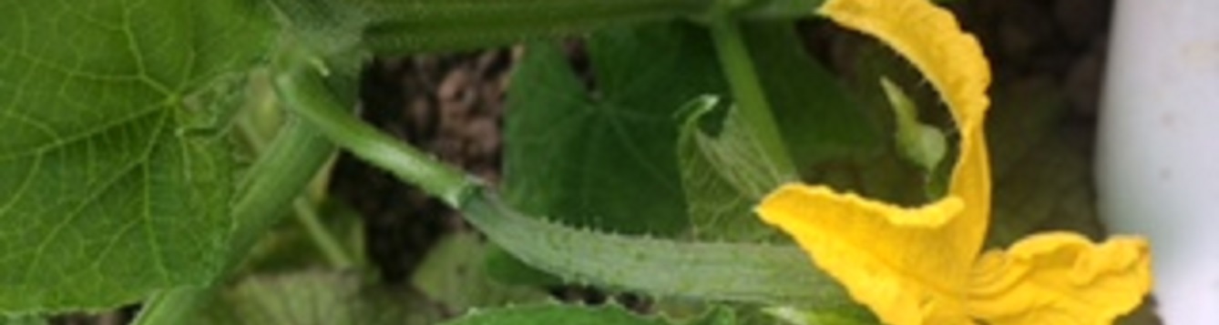 cucurbit flower