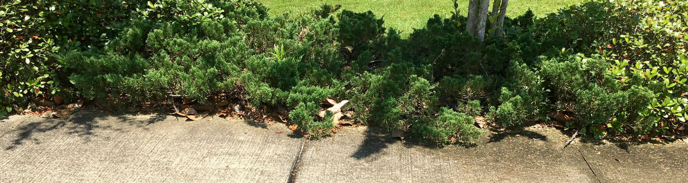 juniper growing over sidewalk