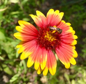Bee on Gaillardia Flower