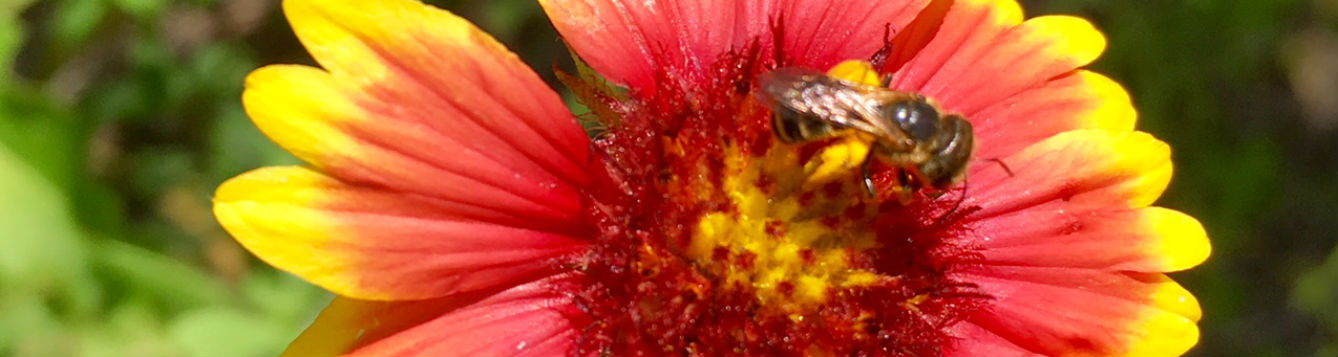 Blanket flower with bee on flower