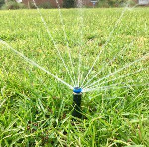 Sprinkler spray head irrigating lawn