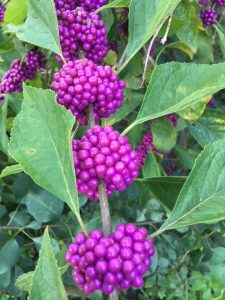 Florida native beautyberry with its bright purple berries