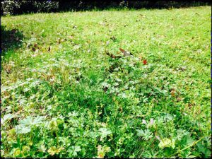 Mature winter annual weeds in lawn