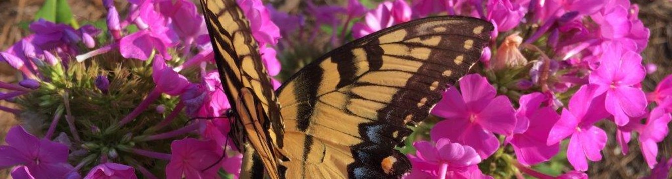 Yellow giant swallowtail butterfly on pink phlox