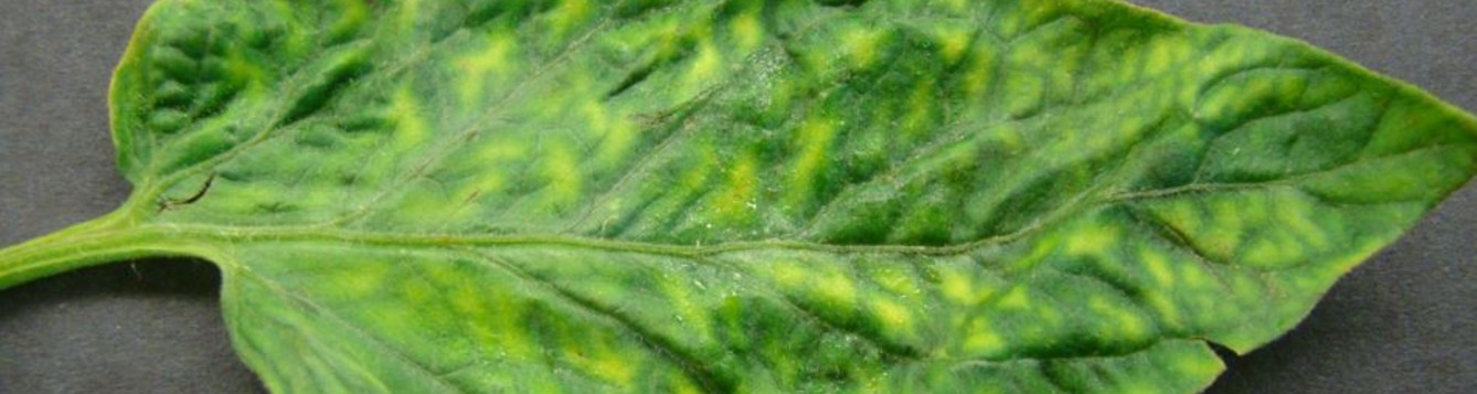 Tobacco mosaic virus on tomato leaf