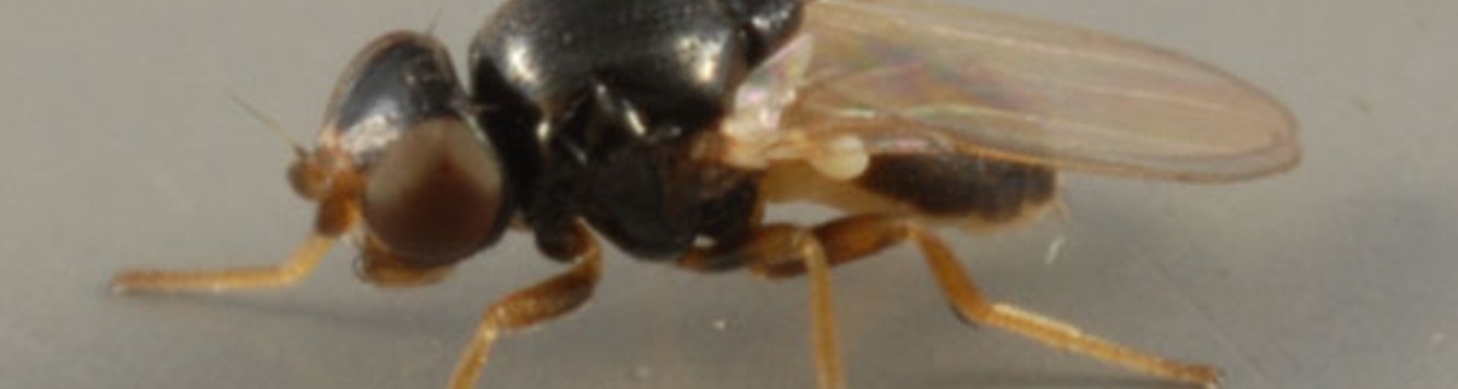 Close up of eye gnat