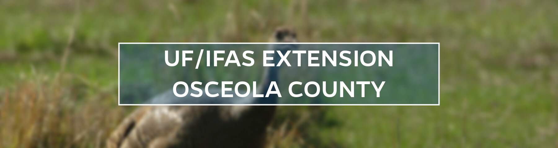 UF/IFAS Extension Osceola County