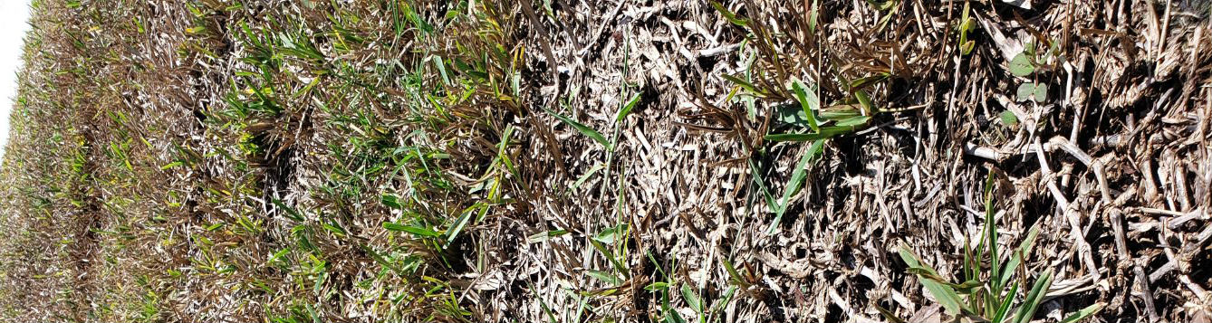 Large Patch Aka Brown Patch Disease Killing My Lawn Uf Ifas Extension Osceola County