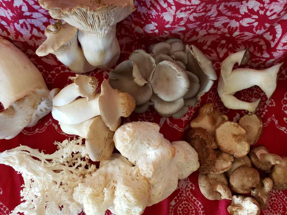 Floridafresh mushrooms Delicious, weird, and healthy