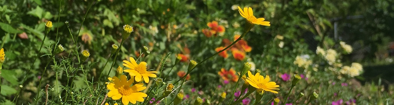 Vibrant flowers selected for drought tolerance