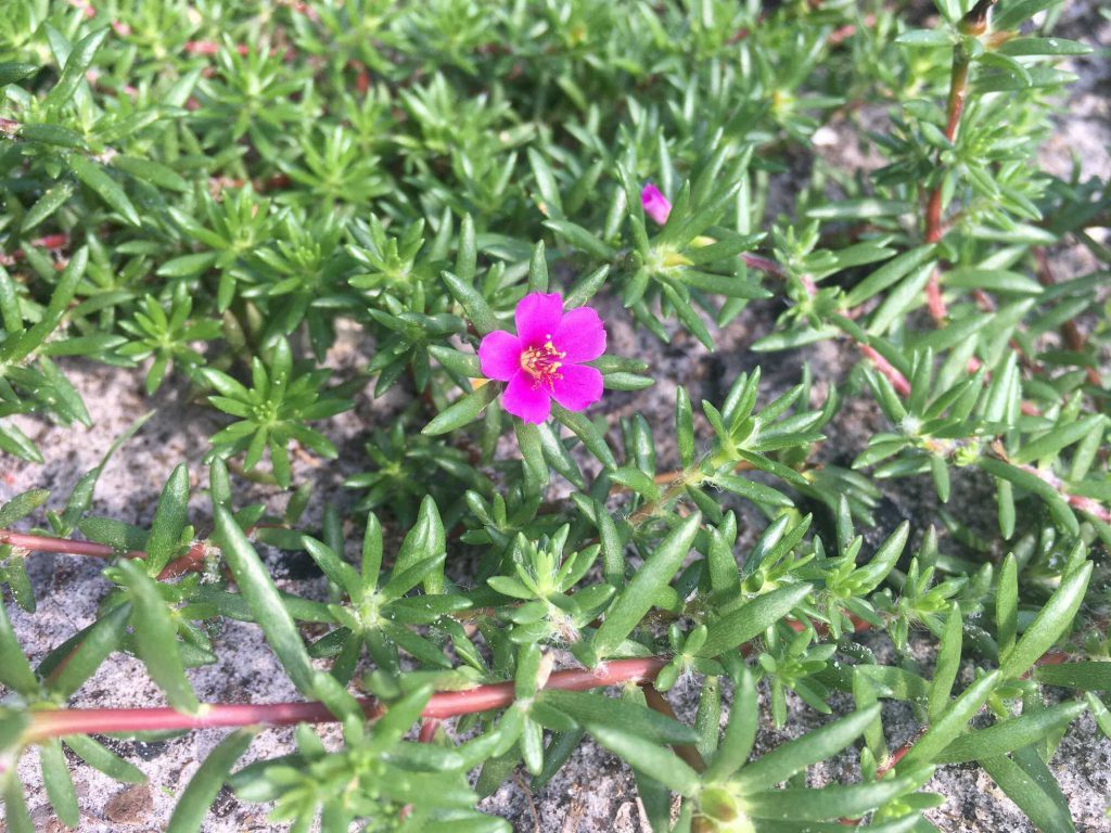 Portulaca pilosa - succulent with tiny bright pink flowers