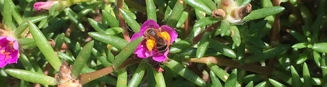 Pollinator bee visiting Portulaca flower