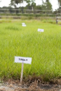 Fertilizing Bahiagrass Pasture May Be Necessary - UF/IFAS Extension