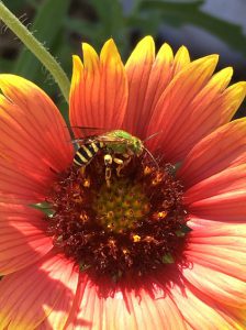 Native bee visiting a blanketflower