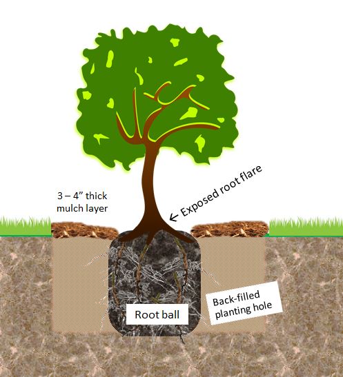Illustration of proper mulching, with space left around the plant.