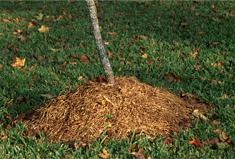Mulch piled in a heap around the base of a young tree.