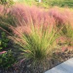 Feathery pink plumes of muhly grass sway in the breeze
