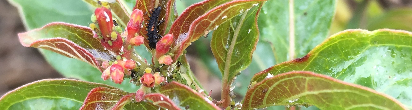 Aphids feed on firebush leaves. Ladybug larva feeds on aphids.