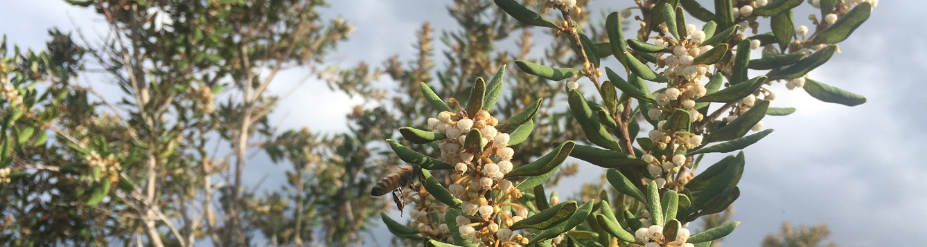 Rusty lyonia flowering with bee