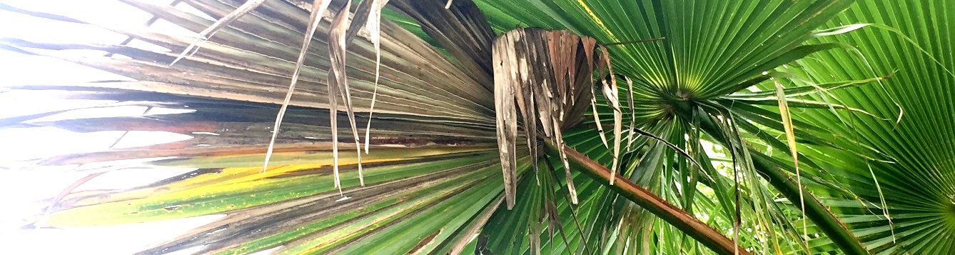 Discolored, ragged palm leaf