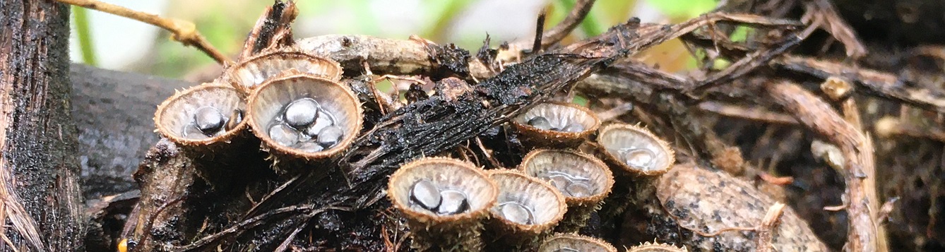 Close-up photo of Bird's nest fungus splash cups in soil