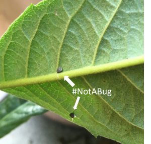 Plant leaf with small round discs stuck underneath, plus text reading "#NotABug"