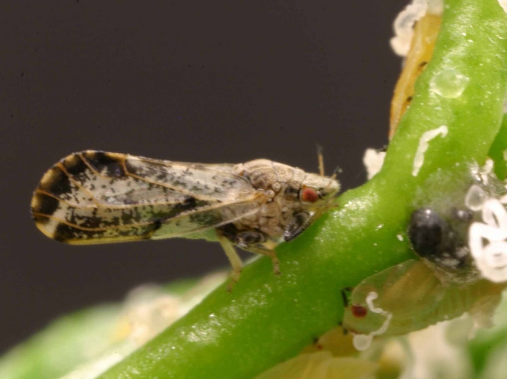 The psyllid, discovered eight years ago in Florida citrus groves, has been problematic for researchers and farmers alike.