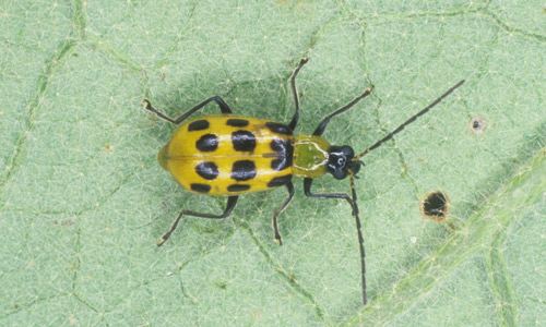 spotted_cucumber_beetle01