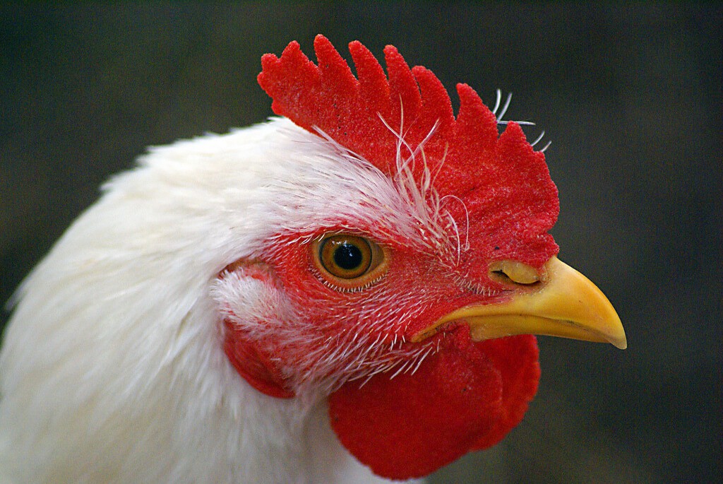 Bird Flu Outbreak UF IFAS Pest Alert