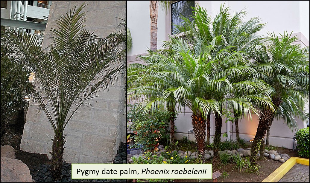 Pygmy Palm Tree Leaves Turning Yellow