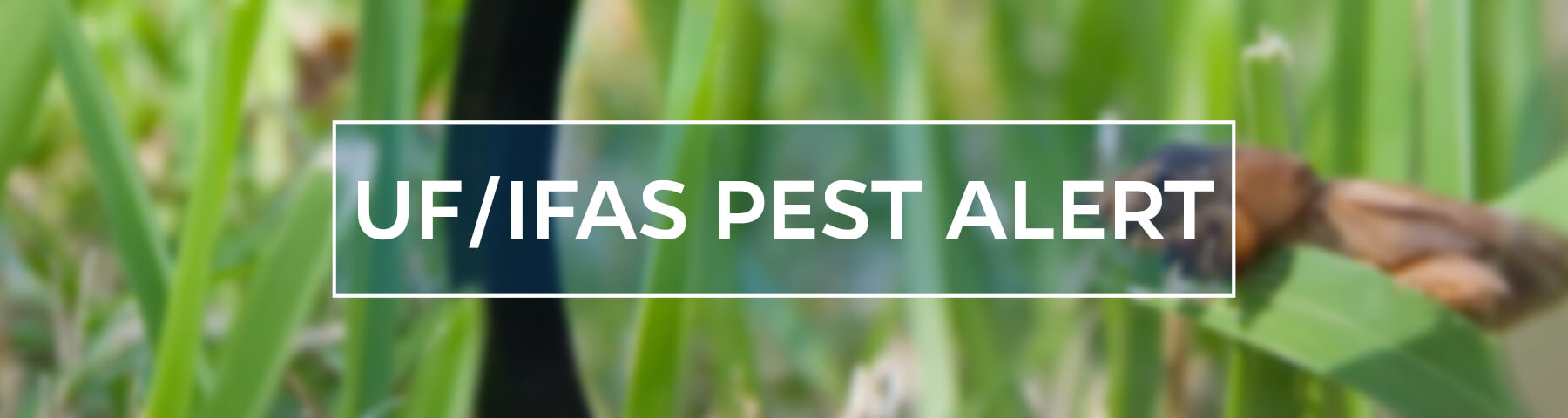 UF/IFAS Pest Alert