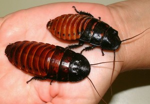 hissing roaches
