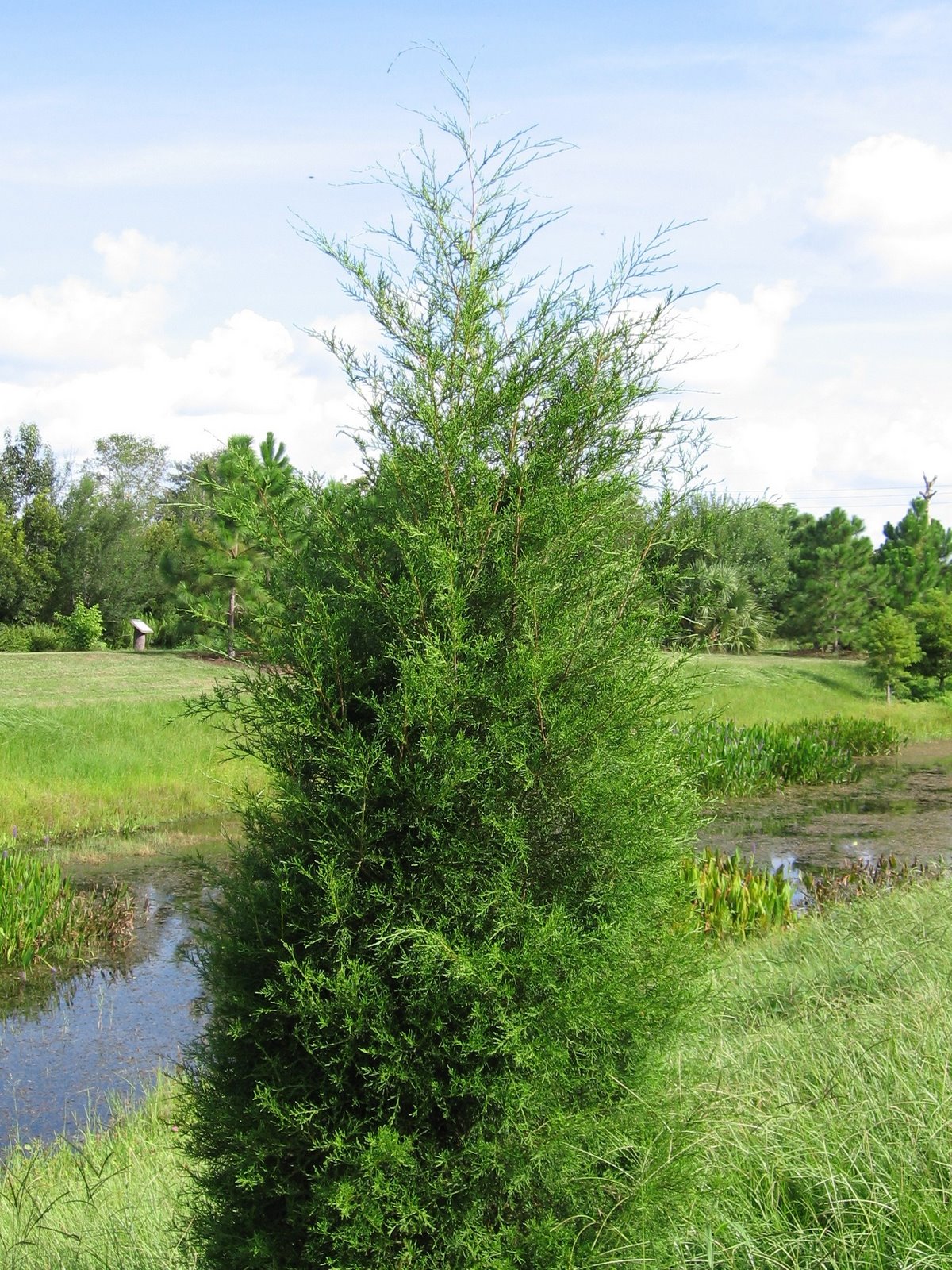 Florida Native Christmas Trees Ufifas Extension Pinellas County