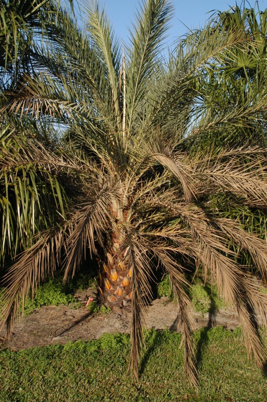 Palm Diseases Fact Sheet UF/IFAS Extension Pinellas County