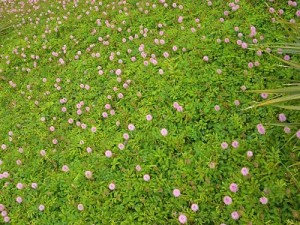 Pretty in Pink Groundcover Mimosa2