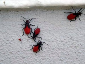 Voir des insectes rouges et noirs