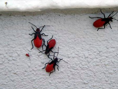 Seeing Red And Black Bugs 