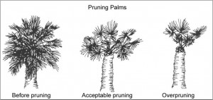 Palm Pruning Diagram