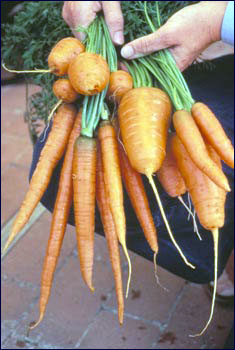 carrot_edible