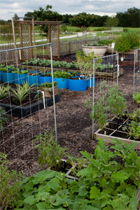 Organic Vegetable Gardening For Everyone Uf Ifas Extension