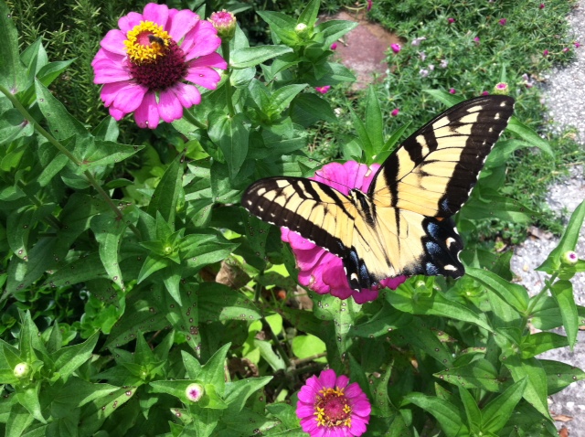 A Beautiful Butterfly Garden Uf Ifas Extension Pinellas County