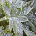 frost_plant