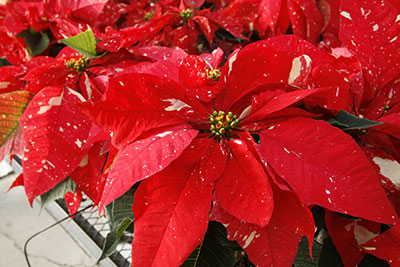 poinsettia_speckled