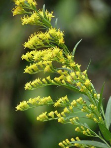 360px-Solidago_canadensis_at_Kadavoor