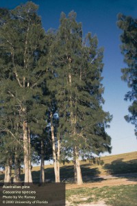 Invasive Australian Pine