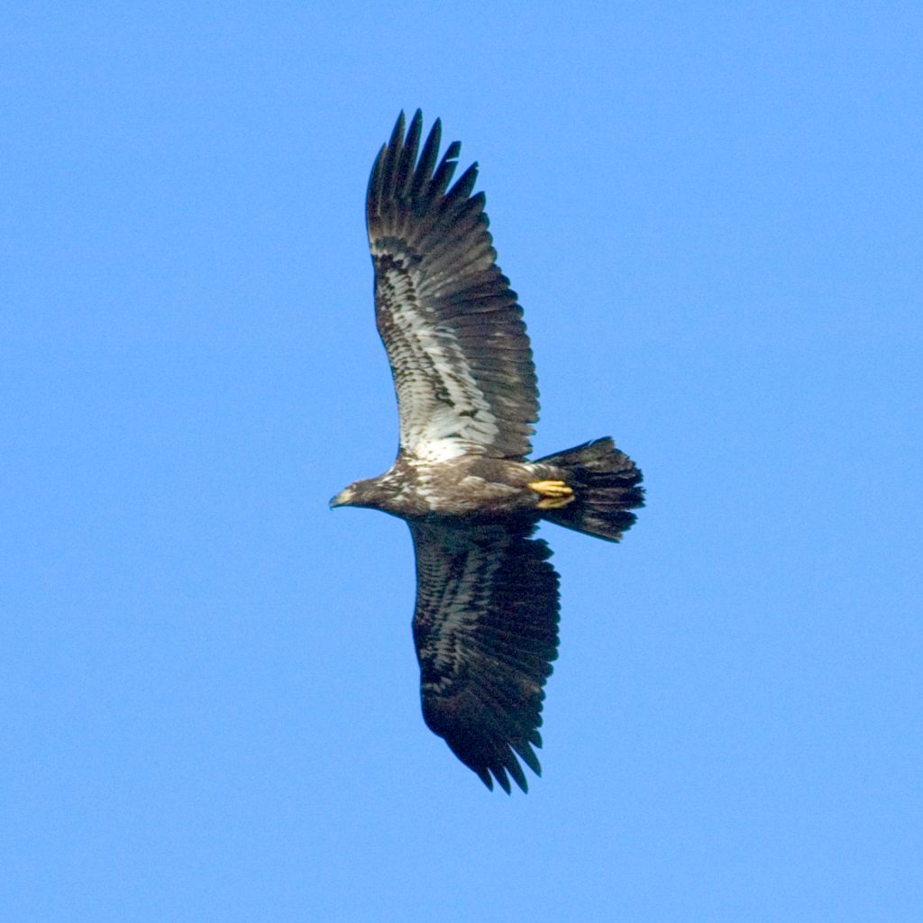 did-i-see-a-bald-eagle-uf-ifas-extension-pinellas-county