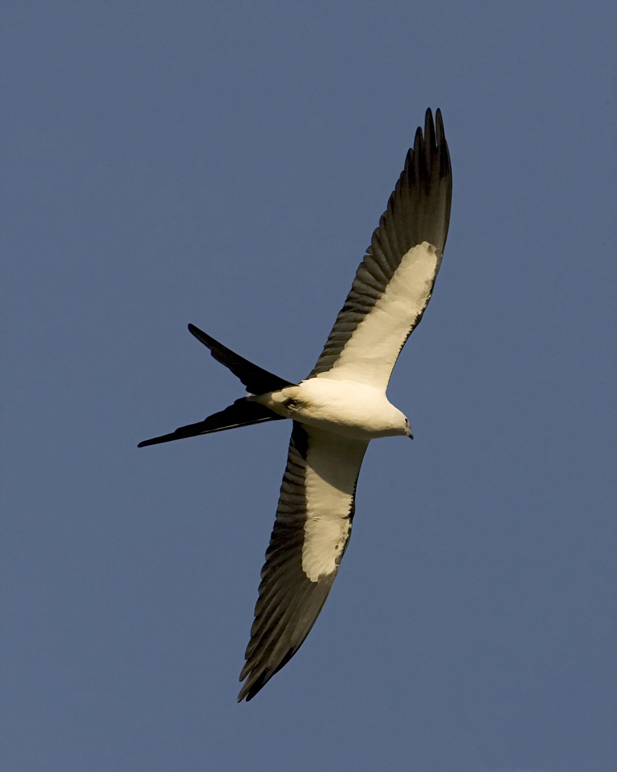 Sky Fliers The Swallow Tailed Kite Ufifas Extension Pinellas County