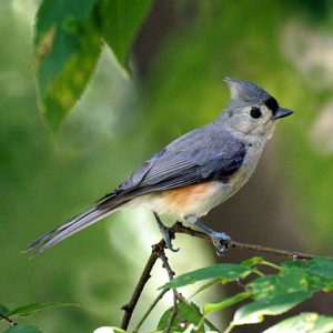 By Mike's Birds (Tufted Titmouse Uploaded by Magnus Manske) [CC BY-SA 2.0 (http://creativecommons.org/licenses/by-sa/2.0)], via Wikimedia Commons