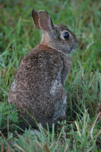 Lighter colored, large eared, white tailed Eastern cottontail rabbit. Photo Credit: Lara Milligan